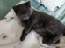 ABSOLUTELY BEAUTIFUL RUSSIAN BLUE KITTEN 8 WEEKS