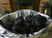 WORKING BLACK LABRADOR PUPPIES-DRAKESHEAD LINE