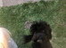 Male maltipoo for stud black and white
