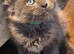 Maine coon pedigree kittens