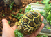 Leopard Tortoises-Hatchlings