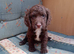 Cocker spaniel puppies