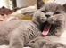 Athena, Absolutely Stunning British Shorthair GCCF and TICA registered.