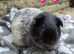 Young guinea pigs looking for new homes
