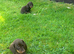 True miniature dachshunds
