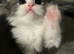 Adorable pure Persian babies