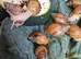 Giant Albino African Land Snail Babies