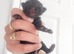 2 black calico girls and 1 black boy domestic short hair