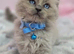 2 x ragdoll kittens
