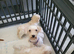 F1b maltipoo puppies
