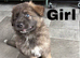 KC reg Isabella sable pups