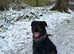 Outstanding rottweiler puppies