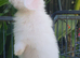 Baby mini lop girl available now