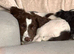 Male springer spaniel