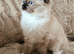 5 beautiful ragdoll kittens/Only 2 left /Big Offer
