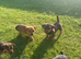 Gorgeous jack russell puppies