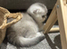Scottish fold/straights Ready sept 13th