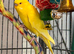 Young Indoor-Raised Budgies perfect pets Cheshire