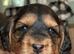 Stunning Cockapoo Puppies