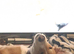 Beautiful saluki male