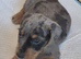 Male dachshund puppy