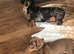 Gorgeous mini smooth haired dachshund