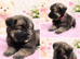 Akita puppy's boys/girls