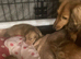 KC Reg Miniature Longhaired Dachshunds, Exceptional Champion Bloodlines &laquo;