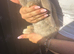 Pedigree giant French lop bunnies