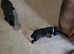 Gorgeous Lab puppies