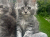 Maine Coon kittens ready now