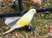 Hand reared ringnecks