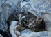 Boy & girl kittens