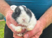 Mini lops x2