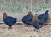 French Black Copper Maran Pullets