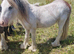 Red blagdon colt