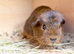 Very handsome guinea pig