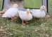 Last 3 pairs of this years call ducks available ( 1 male & 1 female)