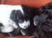KC/DNA Healthy cocker spaniel pup