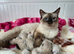 Ragdoll kitten,1 Male available.
