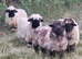 Swiss Valais Black Nose Wethers