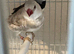 Finches