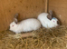 New Zealand rabbits