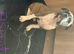 Reduced Stunning olde Tyme bulldogs