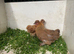 **** PEKINXSILKIE PULLETS ****