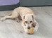 7 month miniature poodle