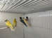 Young female Gouldians for sale