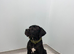 Female cane corso pup