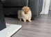 Top Quality Boy
