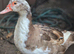 Muscovy ducks